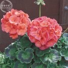 Geranium Bright & Coral-orange Flowers Seeds, 10 seeds, big blooms home garden flowersItem NO.: E444