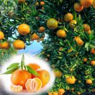 Orange Mandarin Citrus Fruit Seeds, 20 seeds, professional pack, tasty juicy sweet home garden treeI