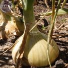 Onion Large White Vegetable Seeds, 2000 seeds, professional pack, organic Chinese vegetablesItem NO. Onion Large White Vegetable Seeds, 2000 seeds, professional pack, organic Chinese vegetablesItem NO.