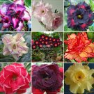 Adenium Mixed 9 Types Double Petals Flower Seeds, 100 seeds / pack, professional pack, heirloom beau Adenium Mixed 9 Types Double Petals Flower Seeds, 100 seeds / pack, professional pack, heirloom beau