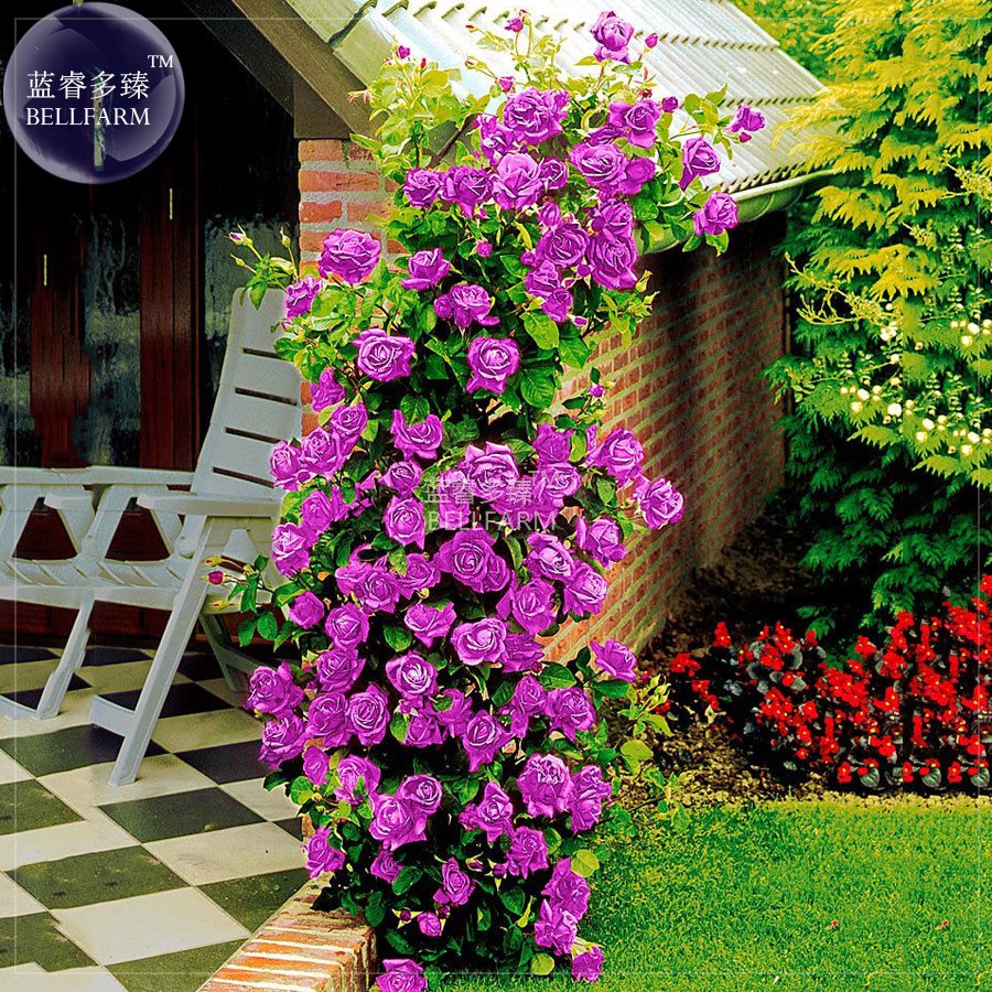 Rose Purple Compact Climbing Flower Seeds, 50 seeds, professional pack, big blooms home garden fragr