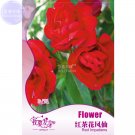 Garden Balsam Red Impatiens Perennial Flower Seeds, 20 seeds, original pack, home garden big red flo Garden Balsam Red Impatiens Perennial Flower Seeds, 20 seeds, original pack, home garden big red flo