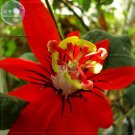 Passiflora coccinea Red Passion Flower Seeds, 30 seeds, professional pack, big red blooms home garde Passiflora coccinea Red Passion Flower Seeds, 30 seeds, professional pack, big red blooms home garde