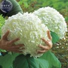 Hydrangea arborescens White Flower Seeds, 15 seeds, big blooming perennial shrub E4271Item NO.: E427 Hydrangea arborescens White Flower Seeds, 15 seeds, big blooming perennial shrub E4271Item NO.: E427