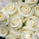 Rose Purely White European Flower Seeds, 50 Seeds, light fragrant flower for marry E4262Item NO.: E4