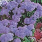 Ageratum Mauritius F1 Seeds, 28 Seeds, Professional pack, lovely Gentian blue flowers cut indoor flo Ageratum Mauritius F1 Seeds, 28 Seeds, Professional pack, lovely Gentian blue flowers cut indoor flo