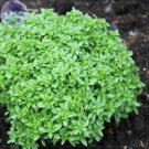 Heirloom Spicy Globe Basil Seeds, 20 Seeds, a globe, which makes it ideal for growing in pots or in Heirloom Spicy Globe Basil Seeds, 20 Seeds, a globe, which makes it ideal for growing in pots or in