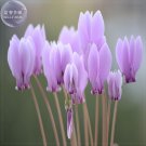 Houniao' Purple Cyclamen Seeds, 5 Seeds, Professional Pack, perennnial light fragrant flowers E4177I Houniao' Purple Cyclamen Seeds, 5 Seeds, Professional Pack, perennnial light fragrant flowers E4177I