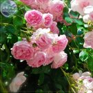Rose Heirloom Climbing Flower Seeds, 50 Seeds, strong fragrant attracting bees butterflies E4196Item