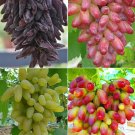 Finger Grape, MixedItem NO.: CO-1026 Finger Grape, MixedItem NO.: CO-1026