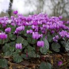 'Qiguaidao' Purple Eastern Cyclamen Seeds, 5 seeds, professional pack, a must for garden diy plant E