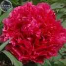 'Touguan Bride' Peony Seeds, 5 seeds, professional pack, a must for loving big blooms rose red flowe