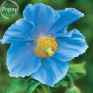 Rare Blue Corn Iceland Poppy Annual Flowers, 100 seeds, light your garden E3594Item NO.: E3594 Rare Blue Corn Iceland Poppy Annual Flowers, 100 seeds, light your garden E3594Item NO.: E3594