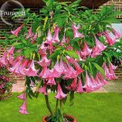 Pink Purple Yellow Red White Datura Stramonium Jimson Weed Mixed, 20 Seeds, Devil's Snare Thornapple