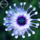 Heirloom Rare Purple Blue 'spider' Chrysanthemum Perennial Flowers, 50 Seeds, headline-grabbing gard Heirloom Rare Purple Blue 'spider' Chrysanthemum Perennial Flowers, 50 Seeds, headline-grabbing gard