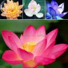 Rare Mixed 9 Colors Nelumbo nucifera Lotus Flowers, 10 Seeds, new long flowering attractive butterfl