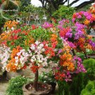 New Mix-color Bougainvillea Santa Rita Bonsai Flowers, 50 Seeds, buganvilla bugambilia attractive bu