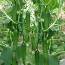 Heirloom Fruits Cucumber Vegetables, 20 Seeds, healthy delicious eaten raw cucumbers E3665Item NO.: Heirloom Fruits Cucumber Vegetables, 20 Seeds, healthy delicious eaten raw cucumbers E3665Item NO.: