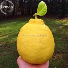 Rare the World Biggest Lemon Fruits, 20 seeds, juicy flesh sweet and delicious green fruits E3680Ite