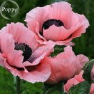 Rare Beautiful Perennial Pink Poppy Flowers with black eyes, 100 Seeds, new style attractive butterf
