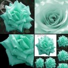 Rare Bright Green Rose Flowers, 50 Seeds, fragrant attractive butterfly light up your garden E3677It Rare Bright Green Rose Flowers, 50 Seeds, fragrant attractive butterfly light up your garden E3677It