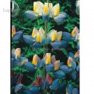 Heirloom Yellow Blue White Lupine Flowers, 20 Seeds, very beautiful Dull Ice Flower garden flowers E