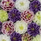 Mixed Purple Green White Red Columbine Double Flowers, 50 Seeds, perenniala aquilegia vulgaris E382 Mixed Purple Green White Red Columbine Double Flowers, 50 Seeds, perenniala aquilegia vulgaris E382