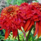 Rare Imported 'Hot Papaya' Red Echinacea Coneflowers with Double Petals, 100 seeds, deer resistant p