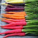 Rare Heirloom Daucus Carota Mixed Carrot Organic Vegetables, 100 seeds, white purple yellow pink mix
