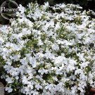 Compact 'White Lady' Lobelia, 30 seeds, light fragrant white annual flowers E3870Item NO.: E3870