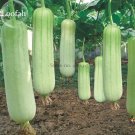 Heirloom White Jade Luffa Organic Vegetables, 8 seeds, rare snake gourd loofah E3821Item NO.: E3821