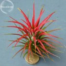 Tillandsia ionantha Guatamala, 5 seeds, airplant succulent E3845Item NO.: E3845