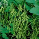 Heirloom Green Organic Edamame Vegetables, 10 seeds, edible green soy bean E3863Item NO.: E3863