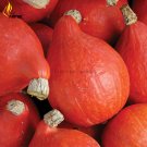 Red Kuri Winter Squash Seeds, Professional Pack, 10 Seeds / Pack, lovely, Teardrop Shaped Mini Hubba