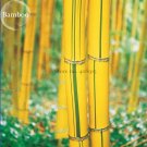 Phyllostachys Viridis 'Sulfurea' Yellwo Green Striped Bamboo, 30 seeds. ornamental garden plants E38