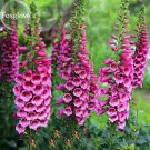 Purple Foxglove Flowers, 100 Seeds, home garden digitalis flower plant balcony decor E3804Item NO.: 