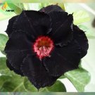 Rare 'Black Eyes' Double Adenium Desert Rose Seeds, 2 Seeds, 2-layer black petals with red eye E3520 Rare 'Black Eyes' Double Adenium Desert Rose Seeds, 2 Seeds, 2-layer black petals with red eye E3520