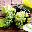Mixed Grape Vitis Vinifera Vine Delicious Fresh Fruit, 15 seeds, organic grape fruits E3773Item NO.: Mixed Grape Vitis Vinifera Vine Delicious Fresh Fruit, 15 seeds, organic grape fruits E3773Item NO.: