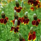 Mexican Hat Ratibida Echinacea Purpurea Cornflowers, 20 seeds, ornamental perennial flowers E3783Ite