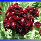 Heirloom Dianthus Dark Red Sweet William Annual Flower Seeds, Professional Pack, 200 Seeds / Pack E3