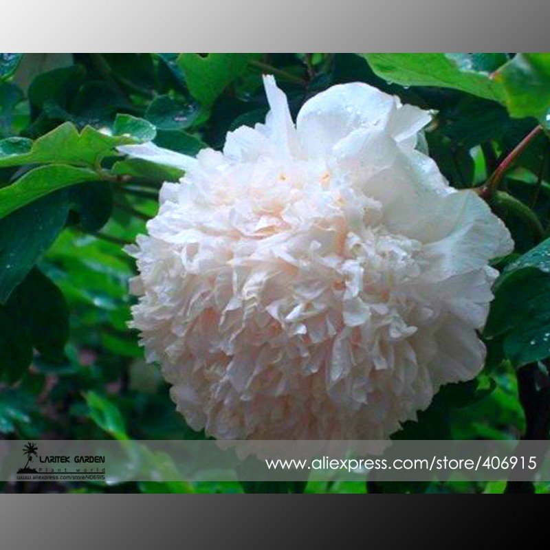 Rare 'Jin Yu' White Ball Peony Seedlings Seeds, Professional Pack, 5 Seeds / Pack, Very Beautiful Fr