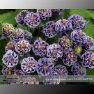 Imported Rare Double 'Twinkle' Dark Blue White Garden Columbine Flower Seeds, Professional Pack, 50 