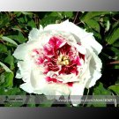 Rare 'Hua Cat' White Peony with Red Heart Flower Seeds, Professional Pack, 5 Seeds / Pack, Light Fra