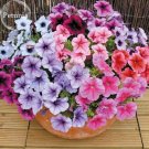 Rare Bonsai Mixed Purple Pink Red White Colors Petunia Superbissima Mixed, 100 seeds, bonsai annual Rare Bonsai Mixed Purple Pink Red White Colors Petunia Superbissima Mixed, 100 seeds, bonsai annual
