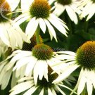 Rare Middle-sized White Echinacea Coneflower Perennial Plants, 100 seeds, ornamental garden flowers Rare Middle-sized White Echinacea Coneflower Perennial Plants, 100 seeds, ornamental garden flowers