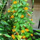 Thunbergia Orange - Black Eyed Susan Vine Morning Glory Climbing Flowers, 20 seeds, very beautiful l