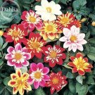 Mixed Colorful Dwarf Dahlia Perennial Bonsai Flowers, 50 seeds, strong fragrant flowers E3730Item NO