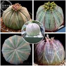 Euphorbia obesa Basketball Sea Urchin Seeds, Professional Pack, 2 Seeds, Living Baseball Golf ball s Euphorbia obesa Basketball Sea Urchin Seeds, Professional Pack, 2 Seeds, Living Baseball Golf ball s