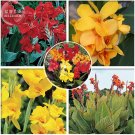 Imported Mixed 5 Types of Canna Flowers, Professional Pack, 5 Seeds, deep red yellow orange hybrid c