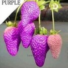 Professional Packing, Purple Strawberry easily grow in garden potting 100 seeds #LT700Item NO.: LT70